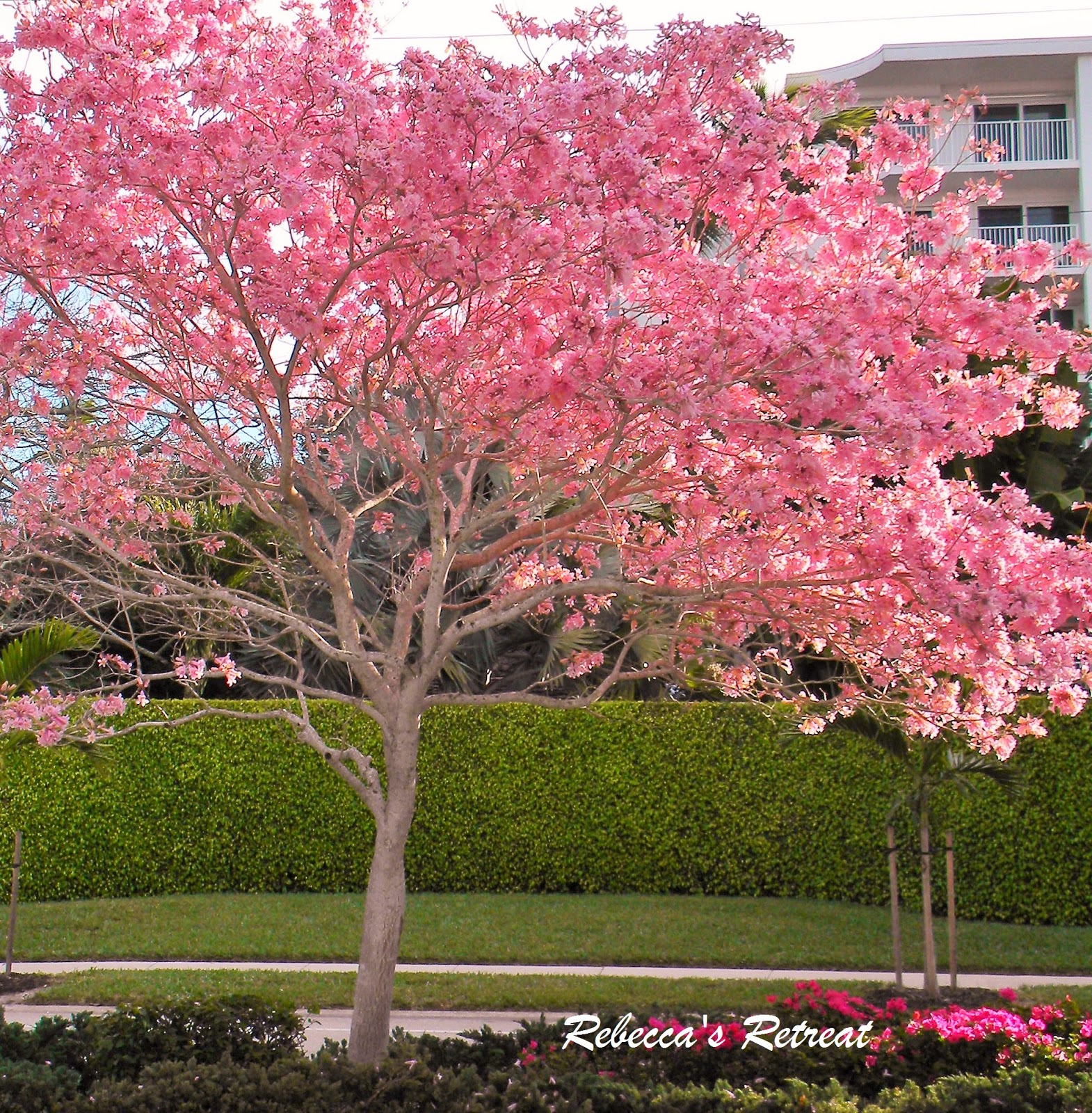 Rebecca’s Retreat Be My Valentine Naples, Florida
