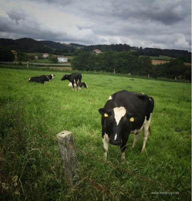 vacas-lecheras-camino-de-santiago