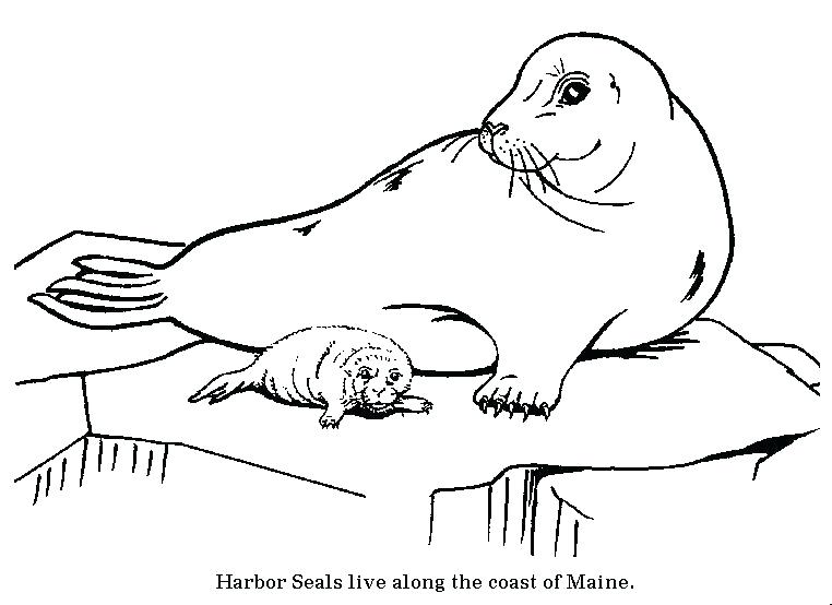 Cute Seals Coloring Pages Animals Best Coloring Pages For Kids