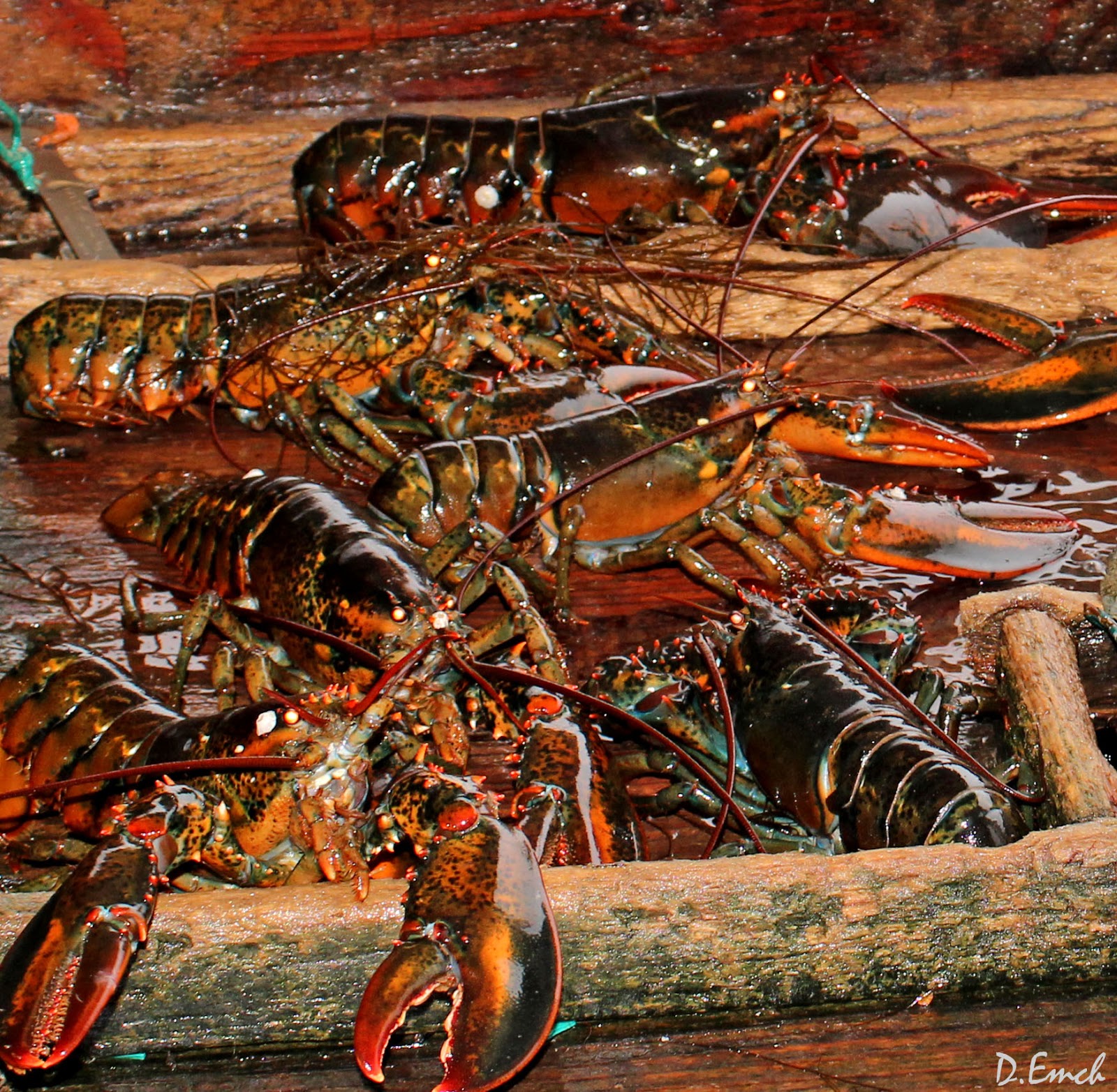 Capture America Journal Maine Eastport Lobster fishing