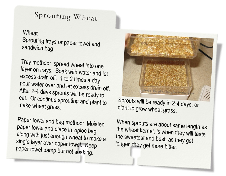 I'm still planting for tomorrow: Taste Test Tuesday: Sprouting Wheat