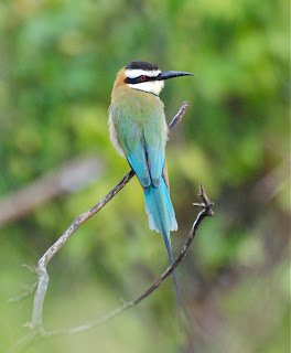 White-Throated Bee-Eater