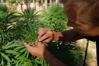 Marijuana cultivation applications