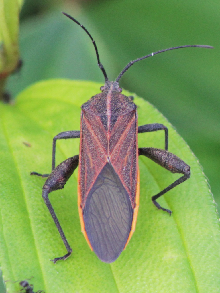 Sweetpotato bug (Physomerus grossipes), Sumatra Indonesia