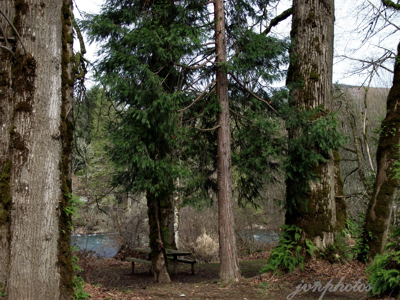 Photos by Jan Cedar Flat and Leaburg 13 and 15 miles East of