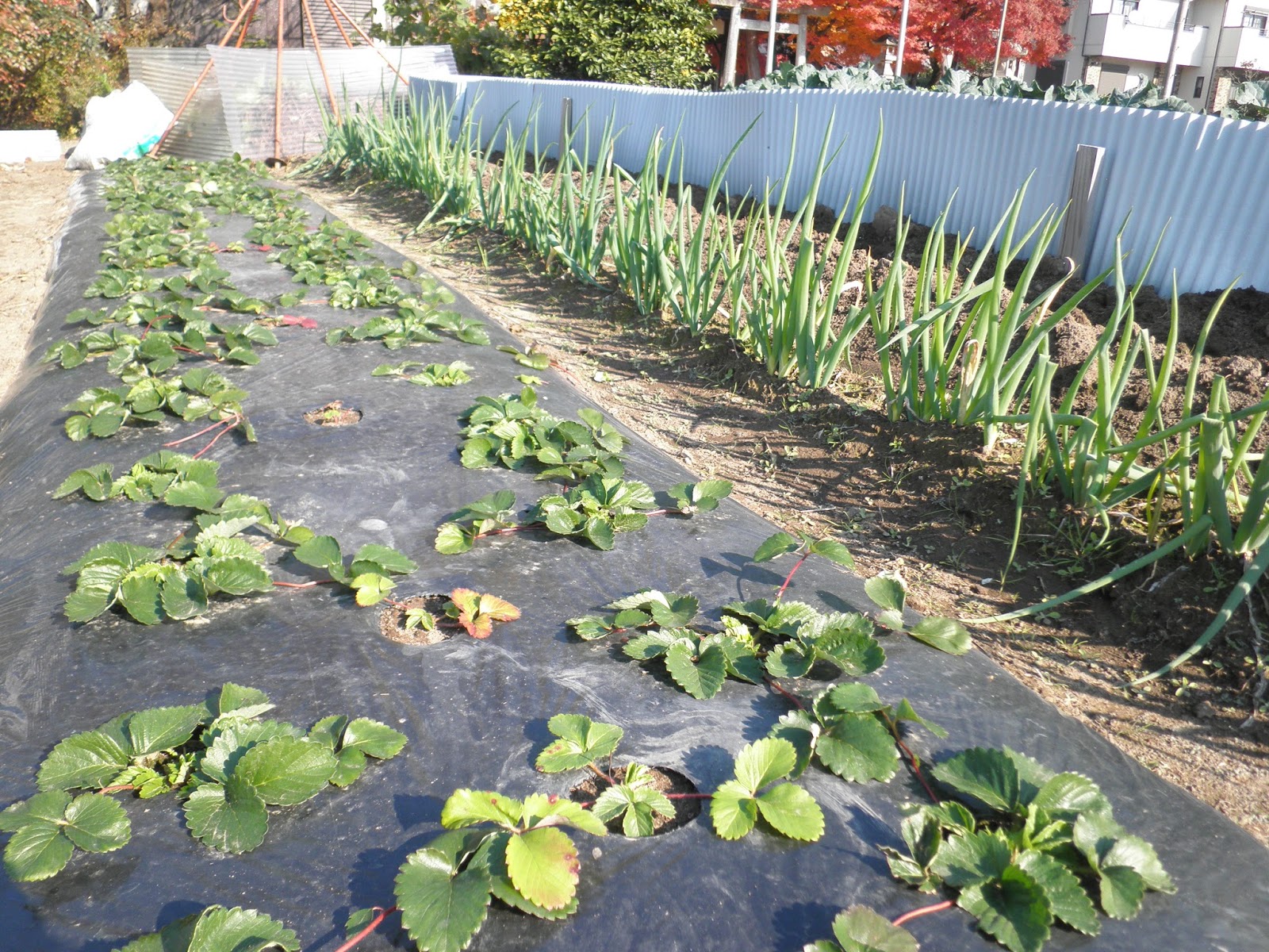 Japanese Vegetable Gardening Fall