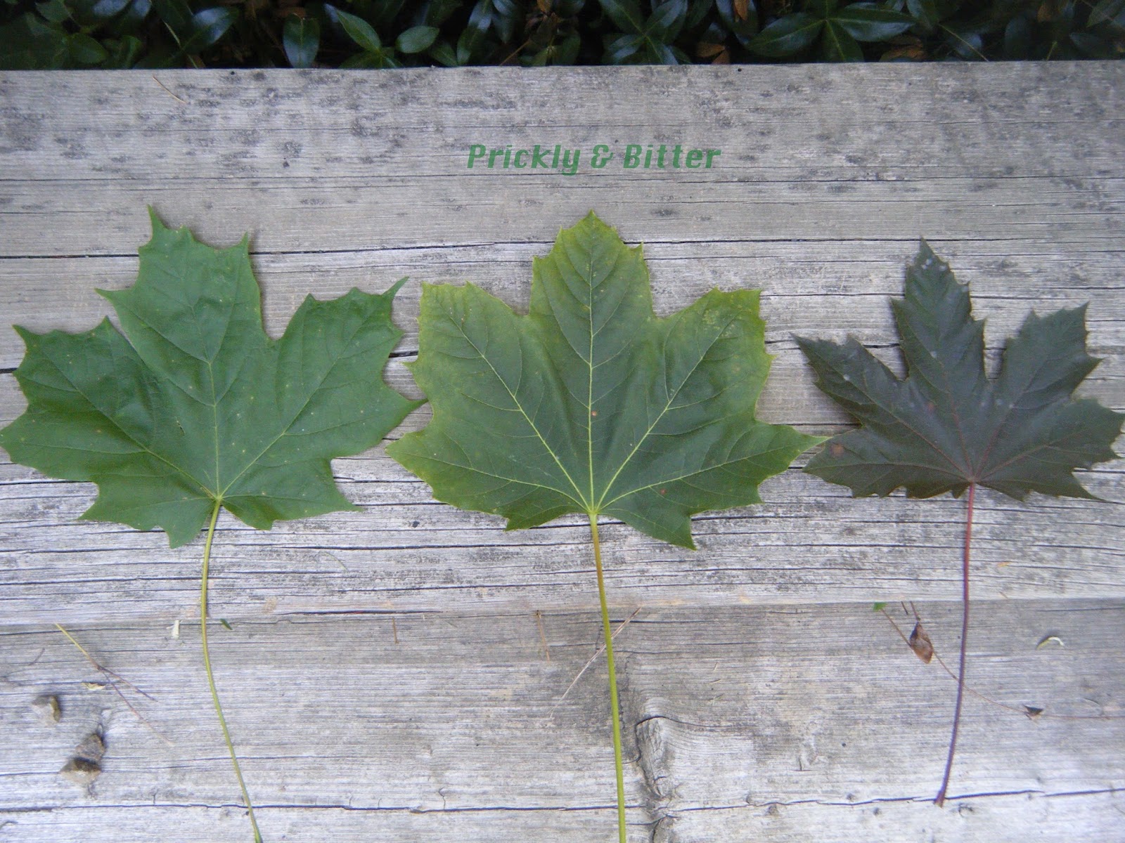 Prickly and Bitter RERUN Canada's National Tree