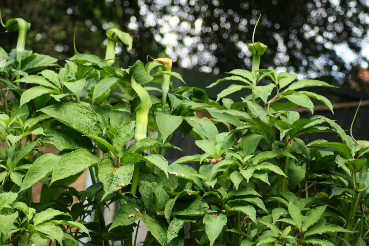 Joseph Atkin's latest Aberglasney column