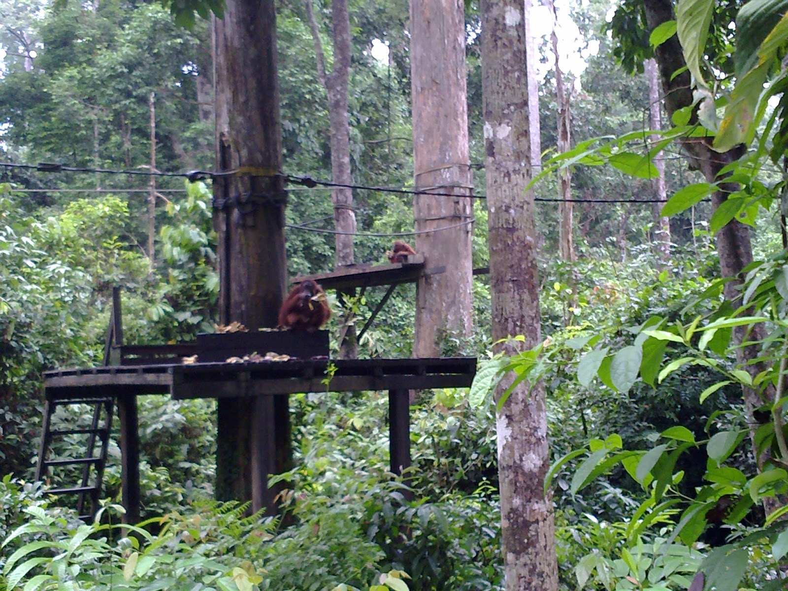 BAHTERA 11 Pusat Pemuliharan Orang Hutan Sepilok, Sandakan BAHTERA 11 Pusat Pemuliharan Orang Hutan Sepilok, Sandakan