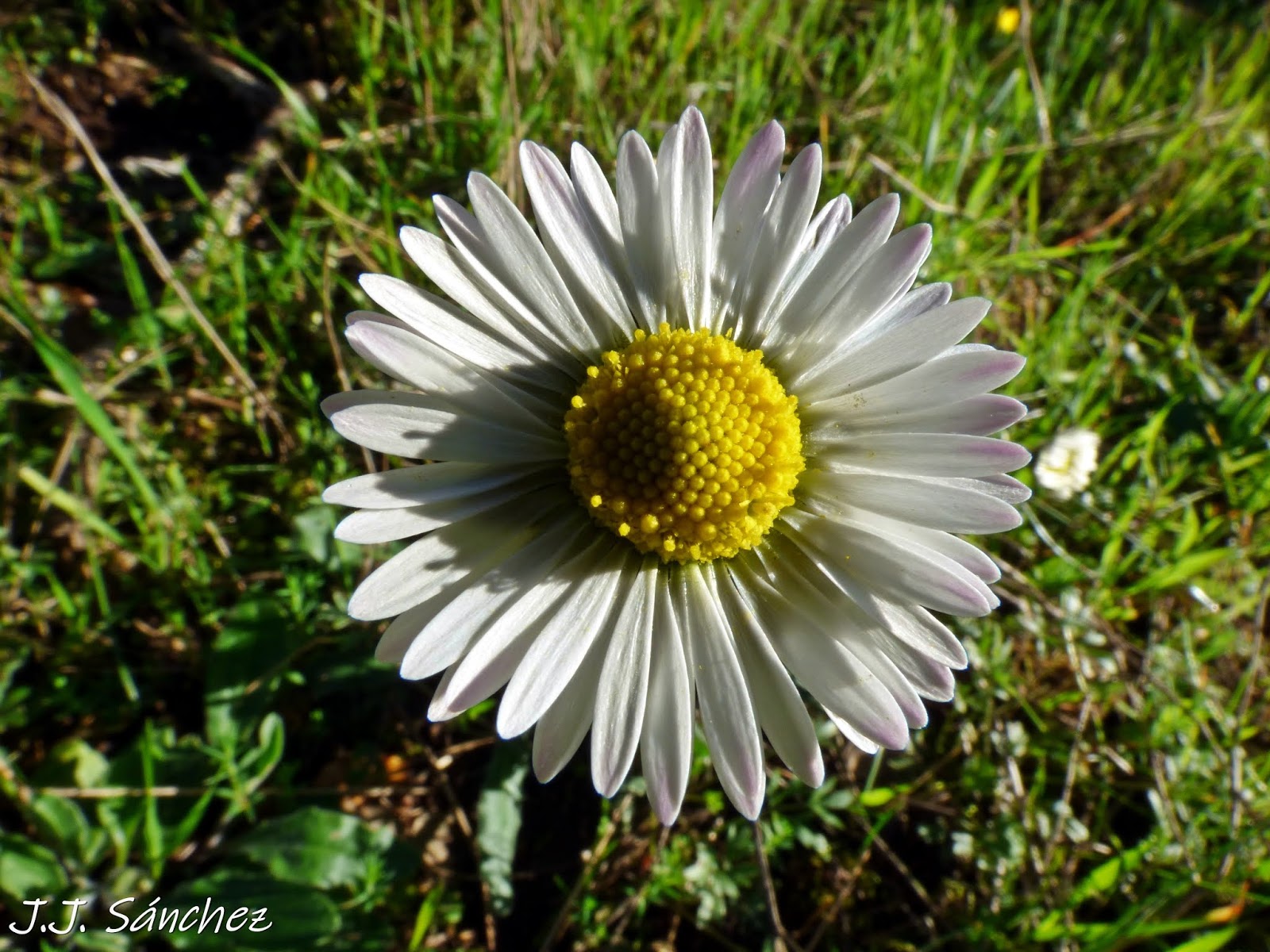 Montehermoso Natural Bellorita o Margarita silvestre (Bellis sylvestris)