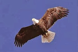 flying ambitious wings bird