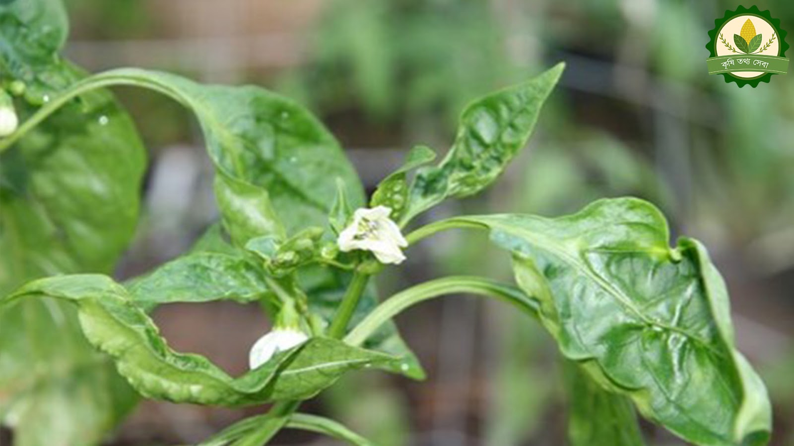 How to control Chili thrips & mites (মরিচের পাতার কোঁকড়ানো রোগ কিভাবে