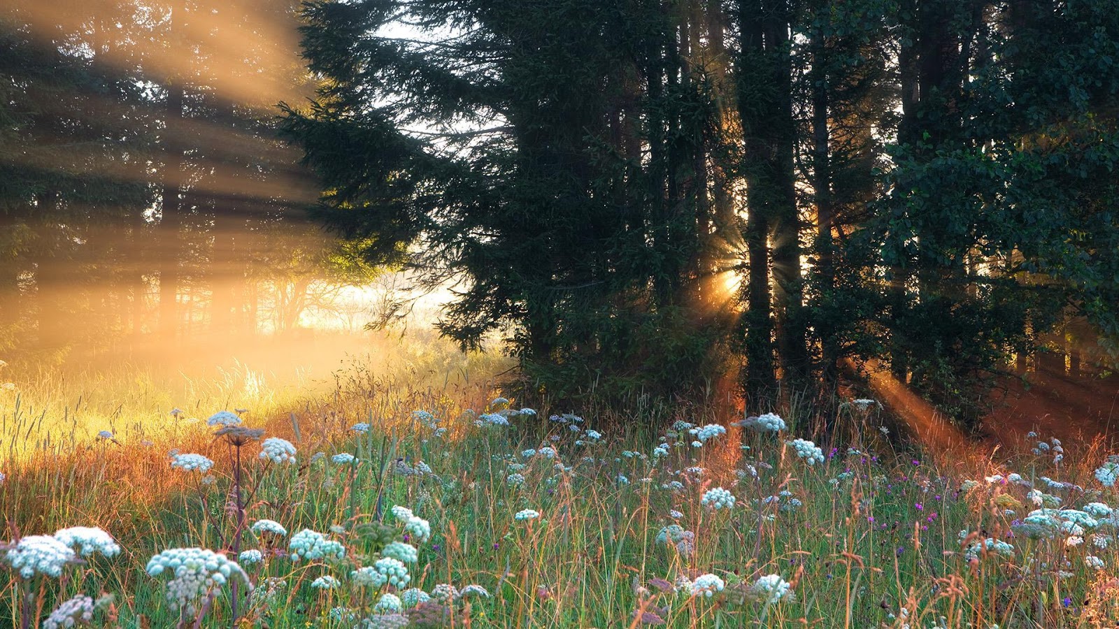 30 Beautiful Forest Flowers Wallpapers MagOne 2016