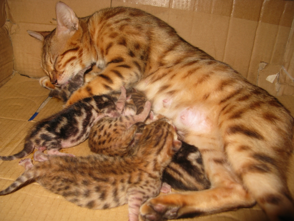 MalSavannahs Caterry Blog New Bengal Litter