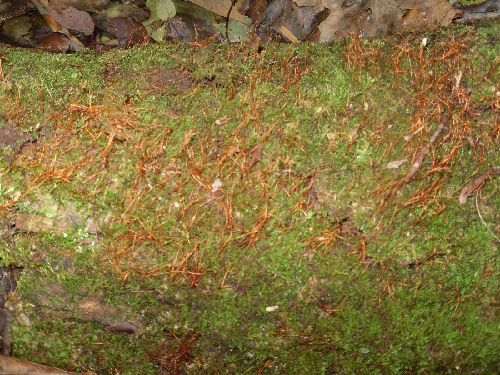 Kelcie's Non-Vascular Plant Blog: Specimen #2 Moss