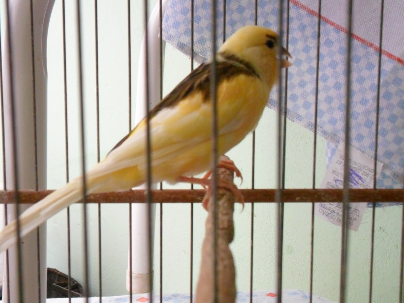 site do canario belga alguns dos