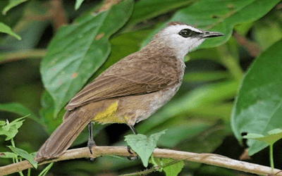 Daftar Harga Burung Trucukan Update Terbaru 2019 Unsur Rimba