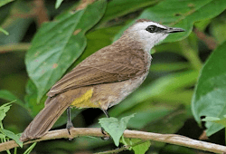 Daftar Resmi Harga Burung Bubut Update Terbaru Saat Ini Unsur Rimba