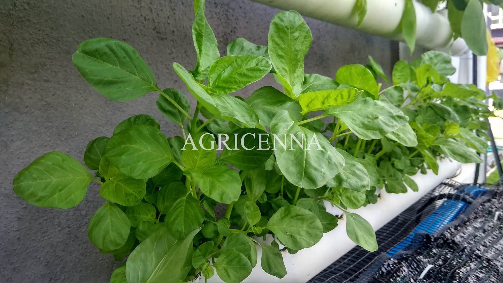 Akaasyah Aquaponics & Urban Farming Types of Aquaponics Systems