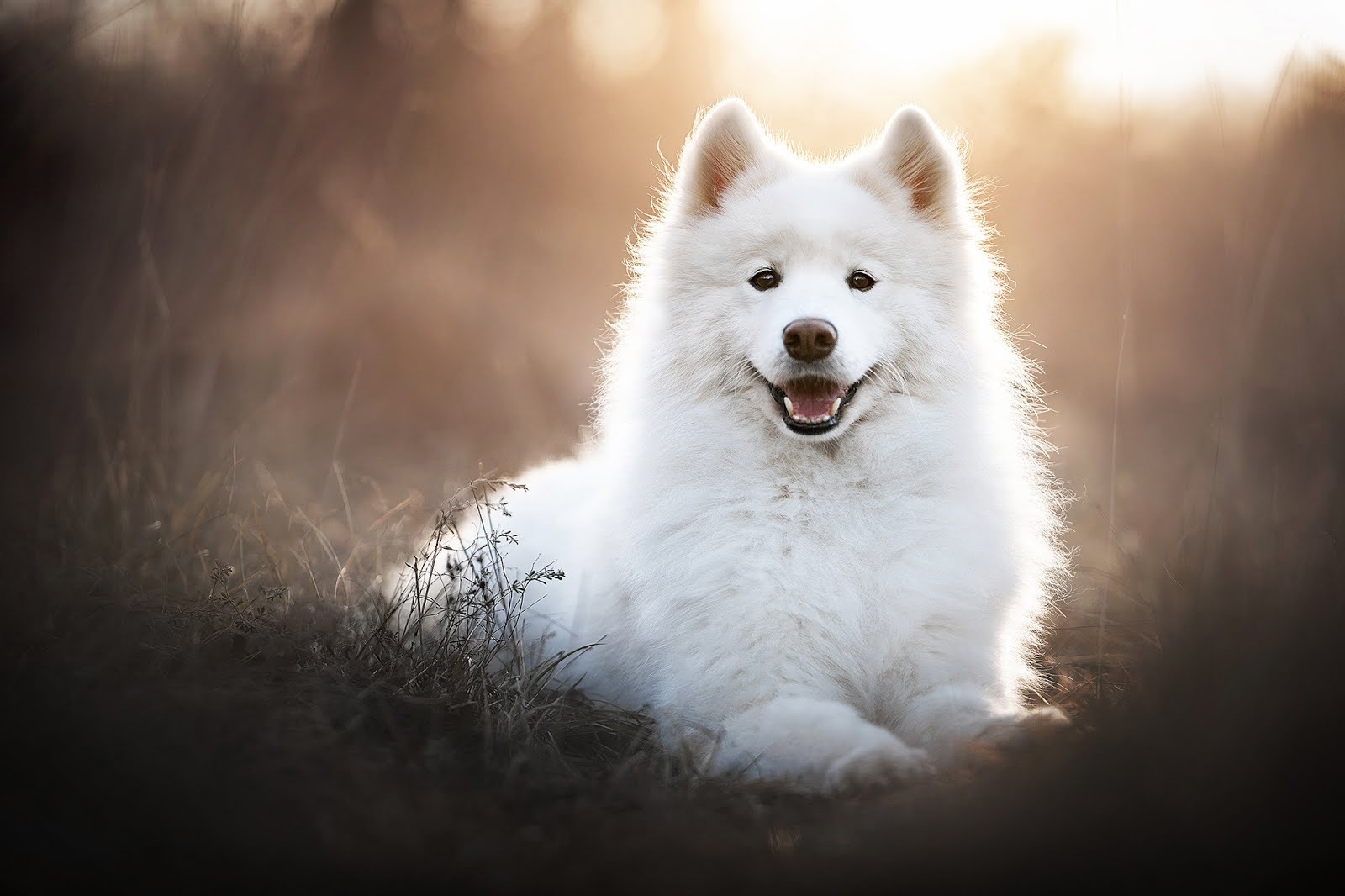 Samoyed Kopek Irklari