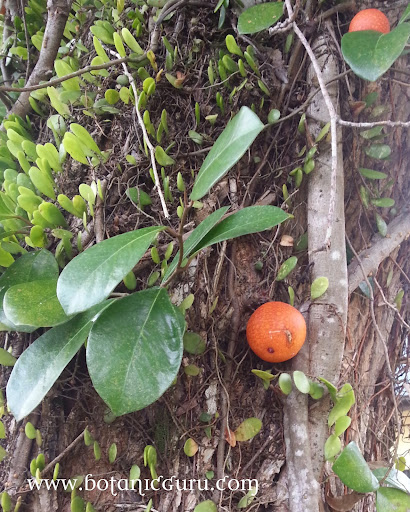 Ficus punctata, Climbing Fig