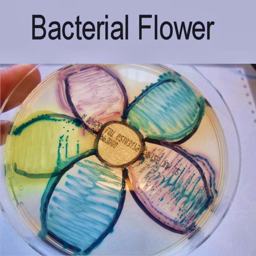 Medical Laboratory and Biomedical Science Bacterial Flower