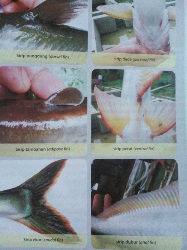 Mengenal Ikan Patin