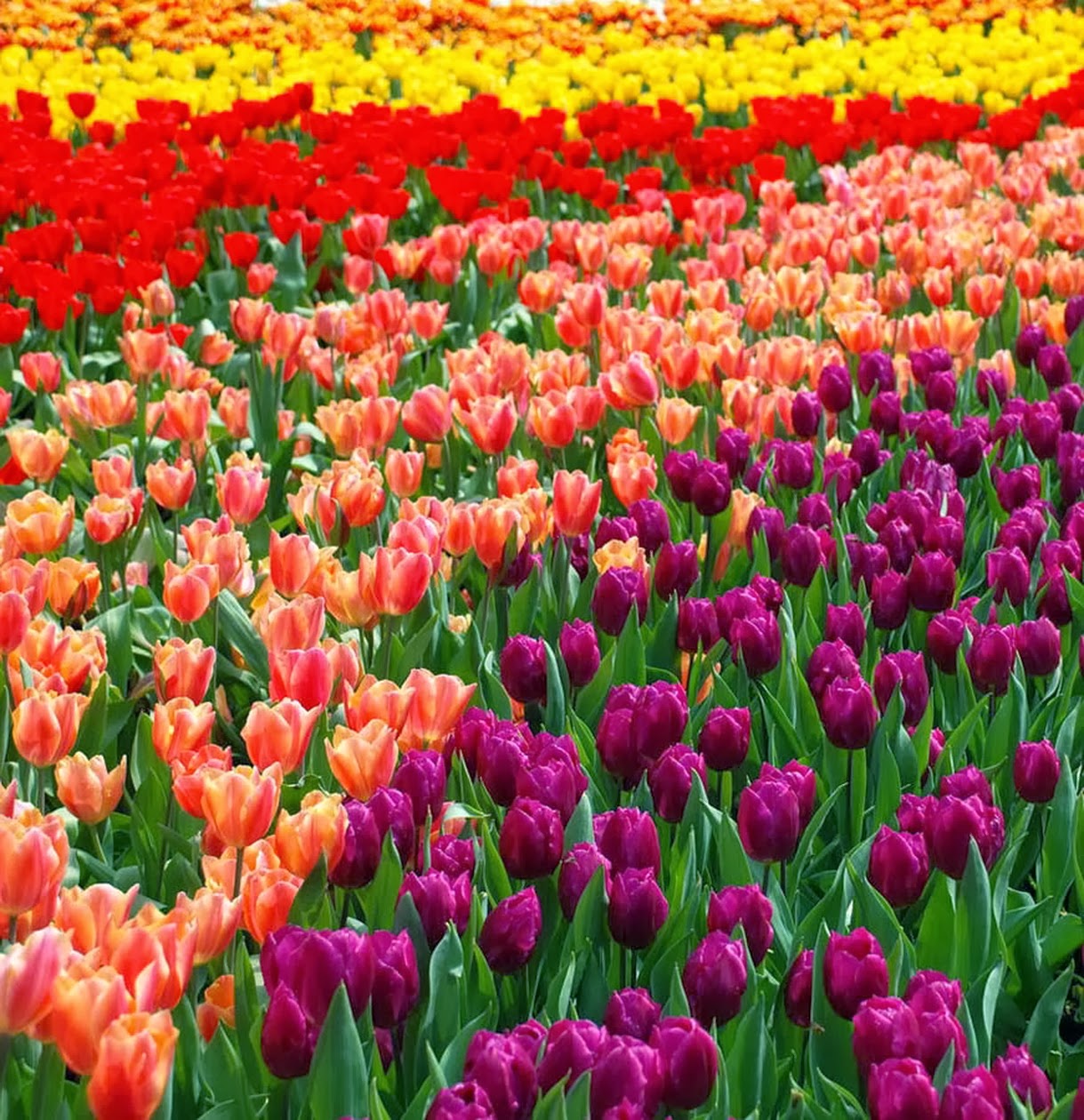 Цветные тюльпаны картинки