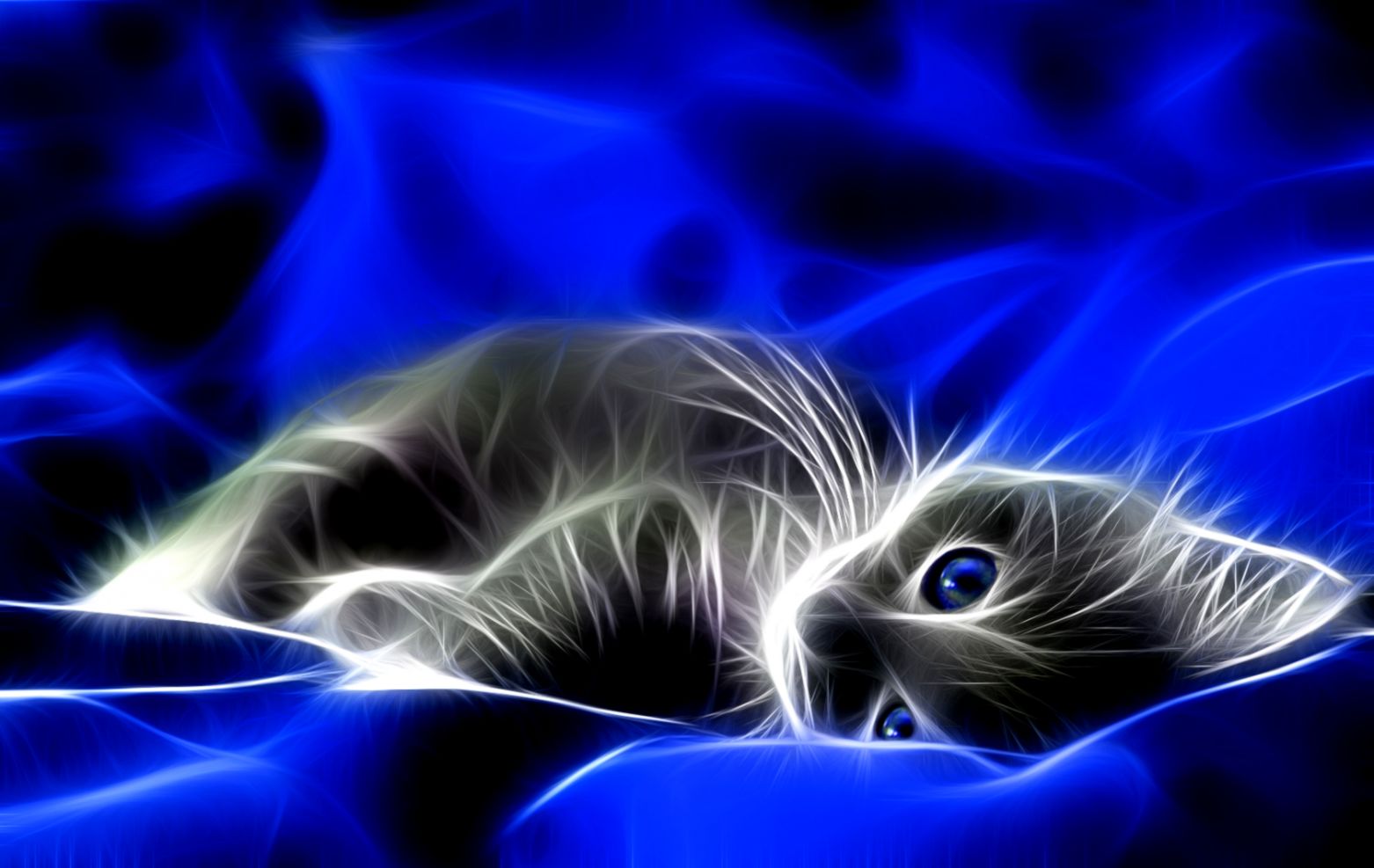 3d Cat Wallpaper Hd List Wallpapers