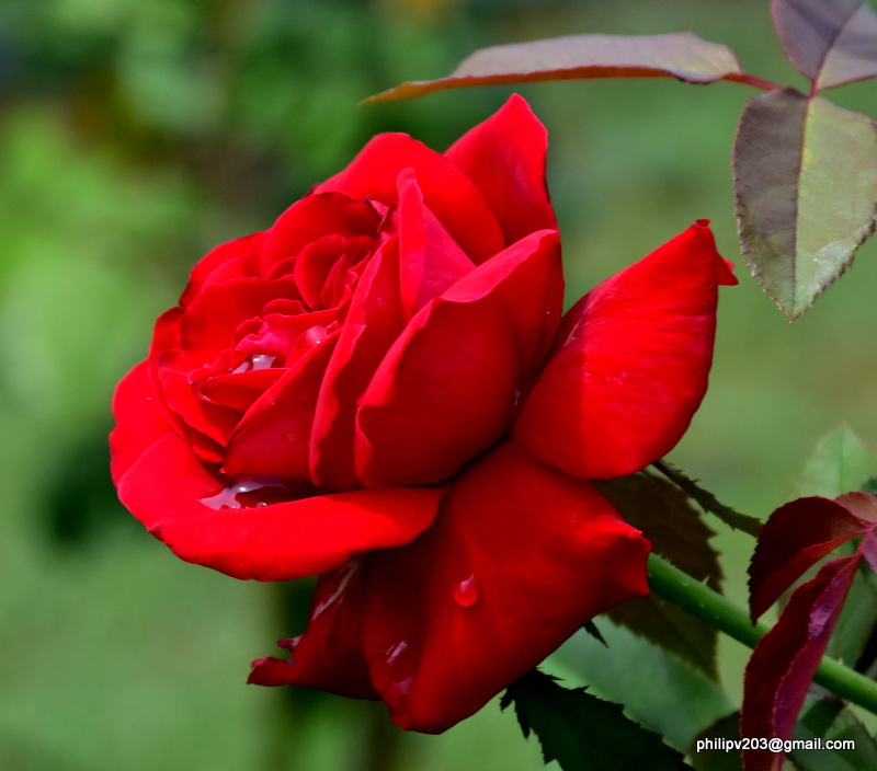 Flowers found in Sri Lanka Roses in the 'Rose Garden', Seethawaka