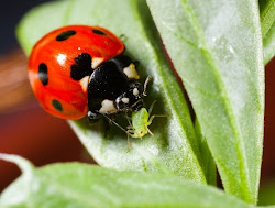 eating aphids ladybug ladybugs eat ladybird aphid ladybirds natural leaves pest control insects plant garden redder deadly lady bugs mites
