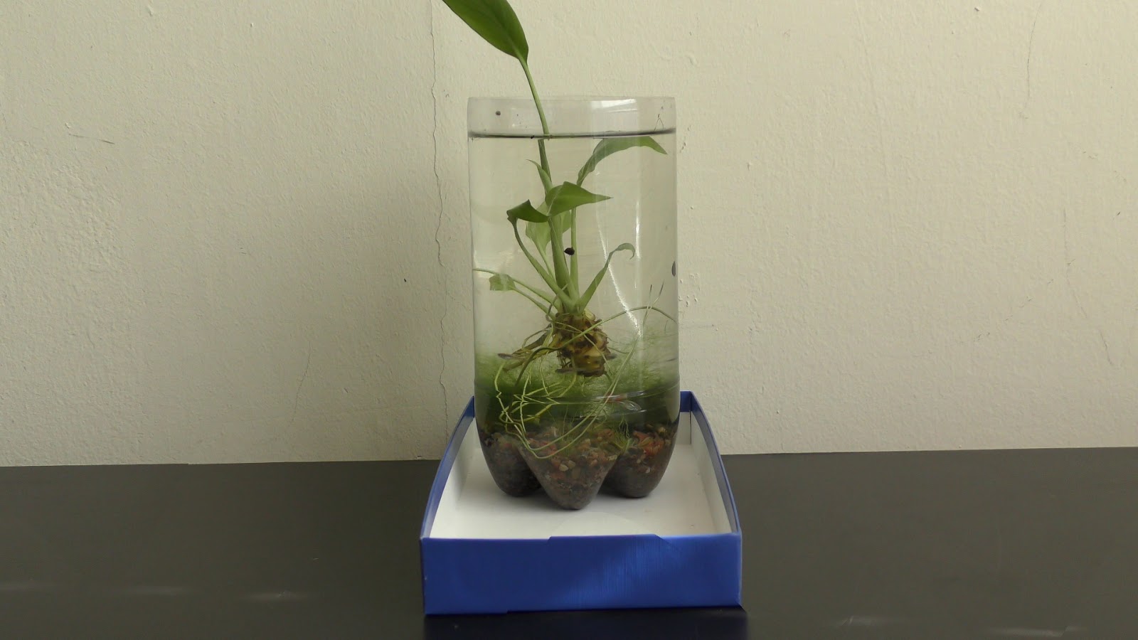 Random Bits Zen Garden Aquarium