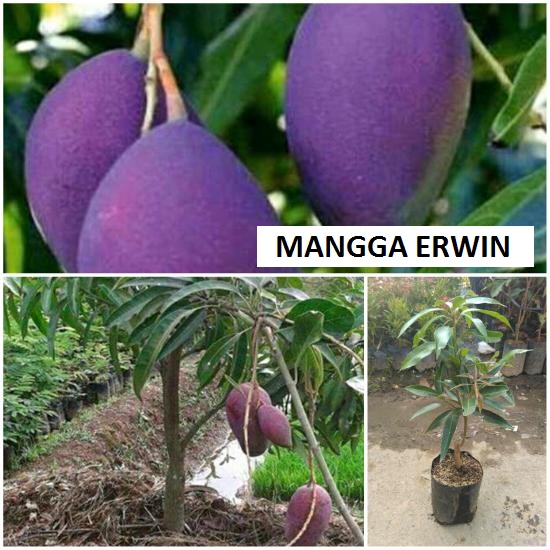 BIBIT MANGGA ERWIN - RUMAH BIBIT