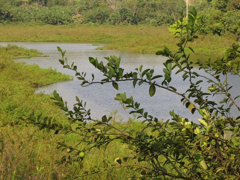 Biodiversidad y Conservación: Las ciénagas del Magdalena