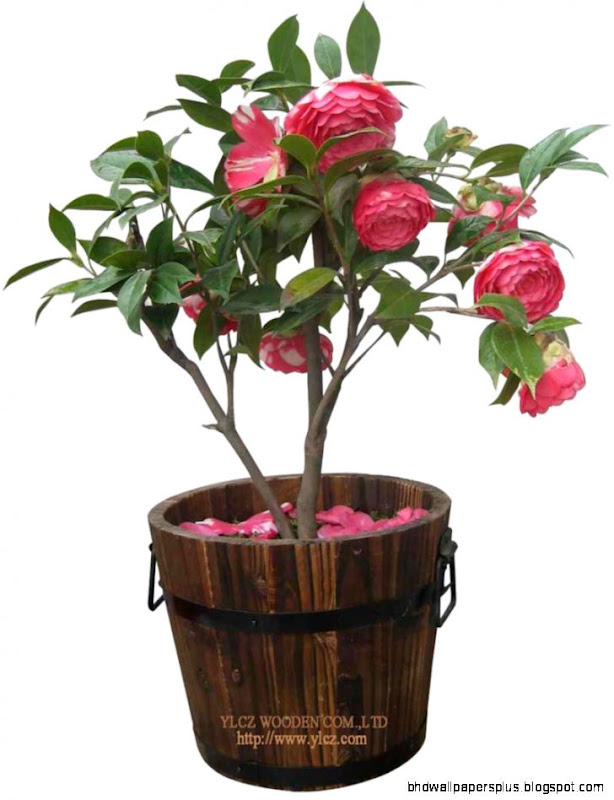 Plants and Flower Pots As Ornamental Accessories  Tropical Flowers