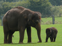 Elephant and baby elephant pictures
