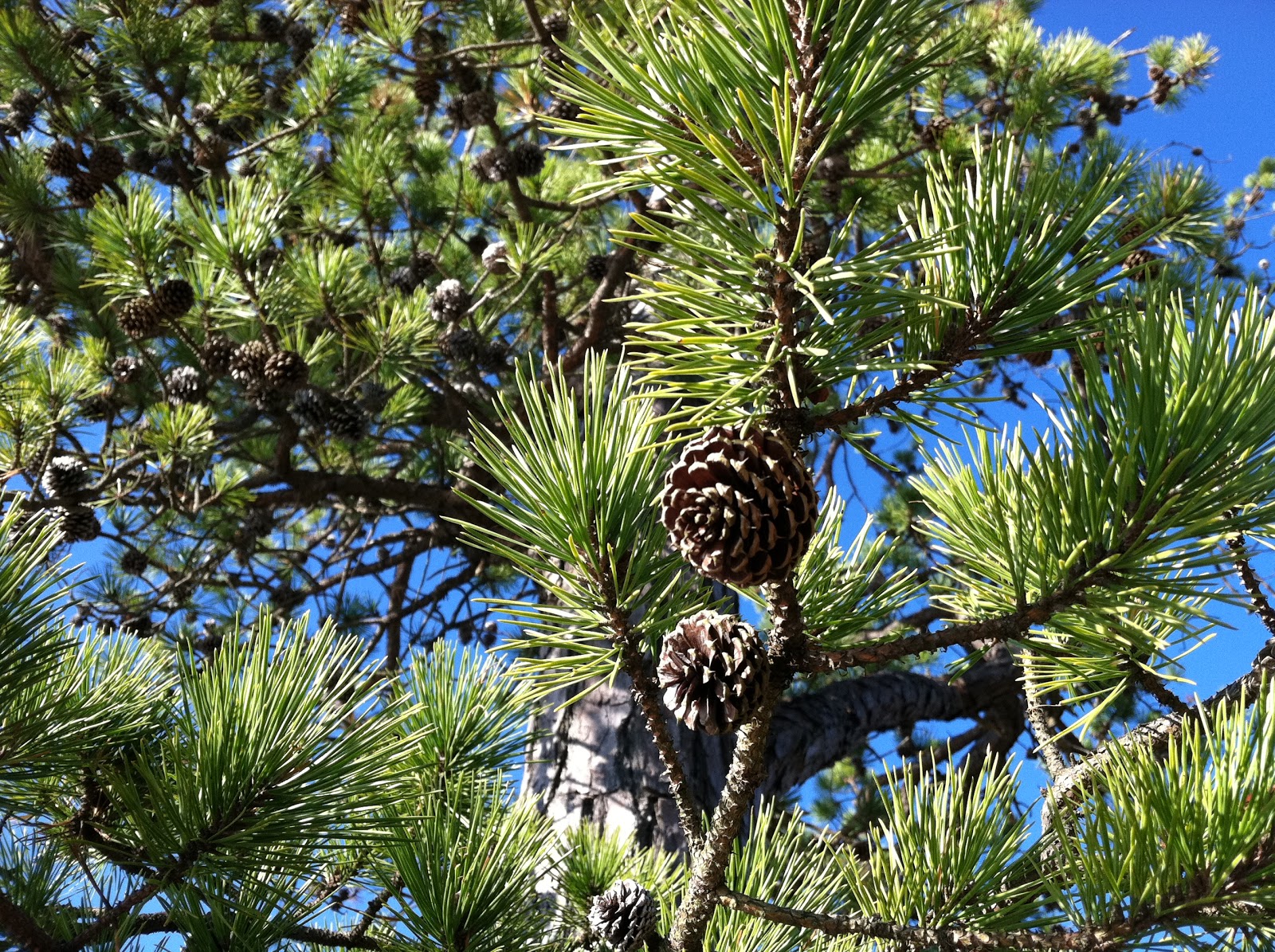 Spicebush Log Pitch Pine Point