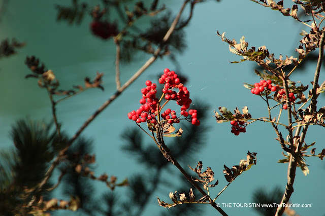 Berries in front of the turquoise water of the Lago di Braies in the UNESCO natural heritage-listed Prags Dolomites.
