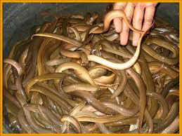 Budidaya Belut Air Bersih Budidaya Belut Air Bersih