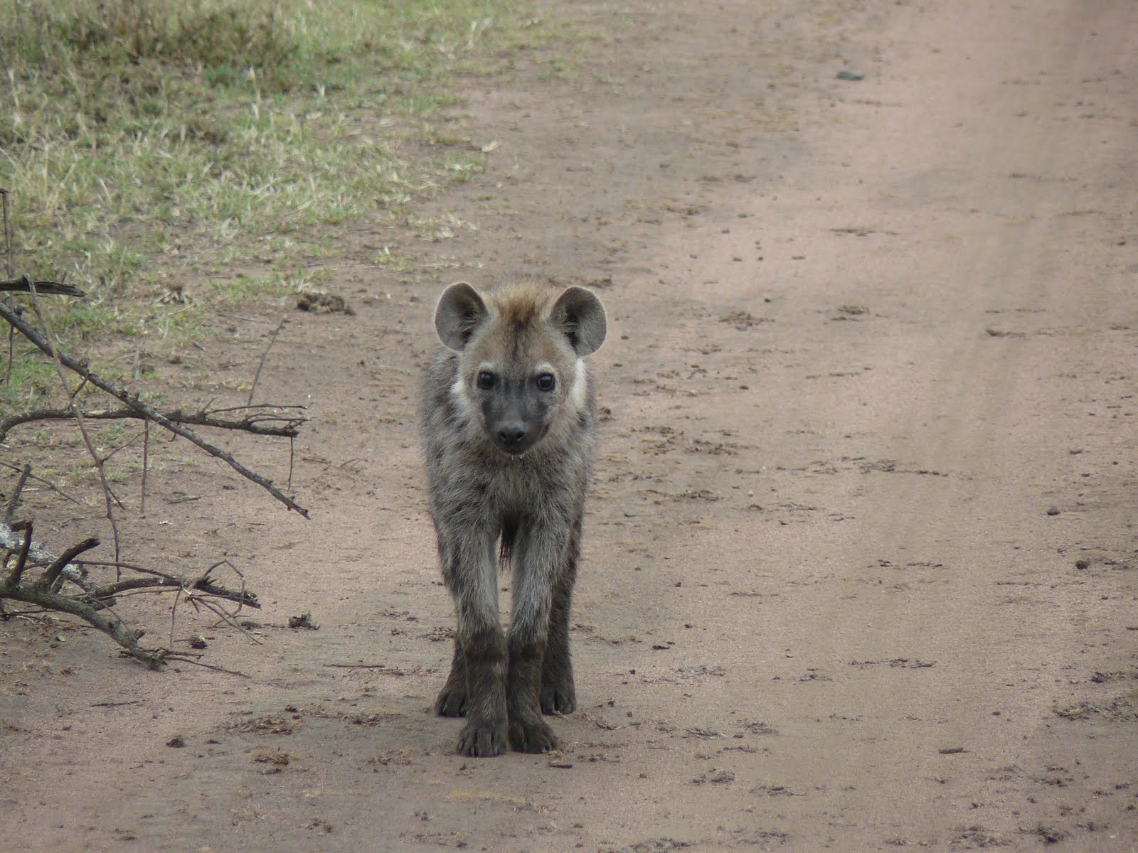 Young Hyenas