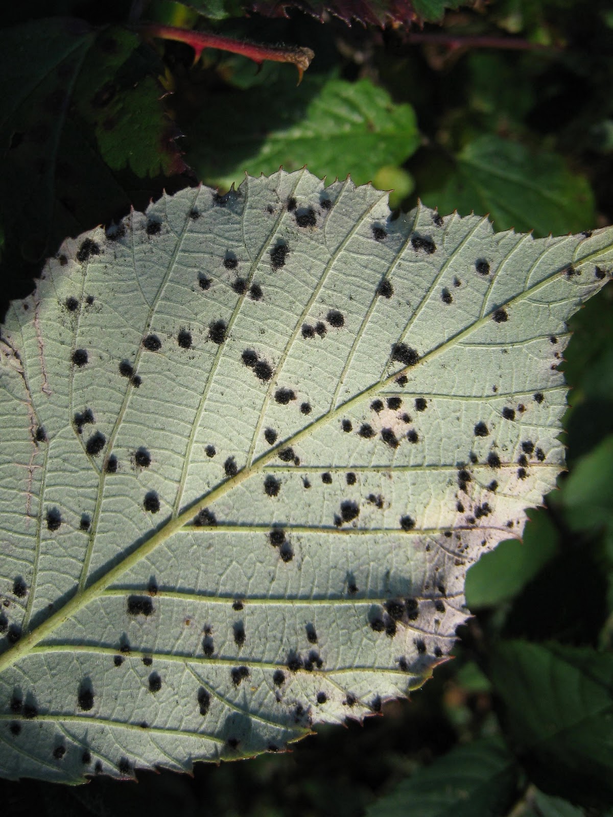Rother Guardians November 2012