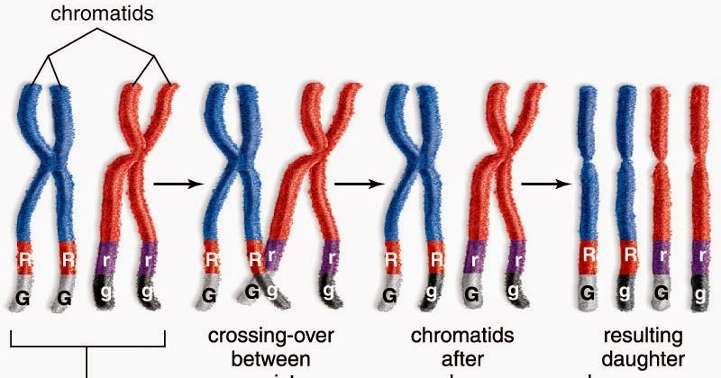 Kromosom homolog