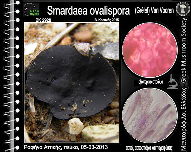 Smardaea ovalispora (Grélet) Van Vooren