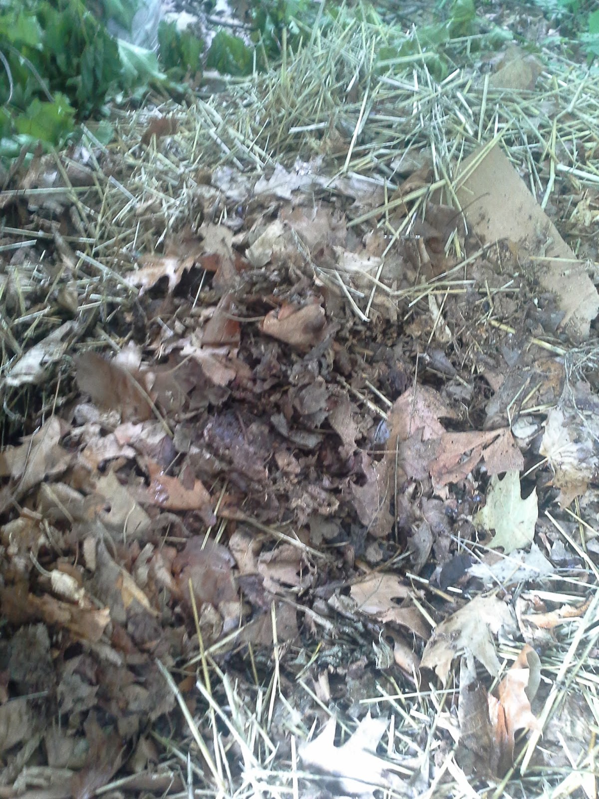 The Leaf Compost Experiment Urine vs Compost vs Fertilizer vs manure