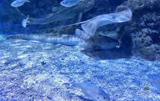 jakarta aquarium neo soho