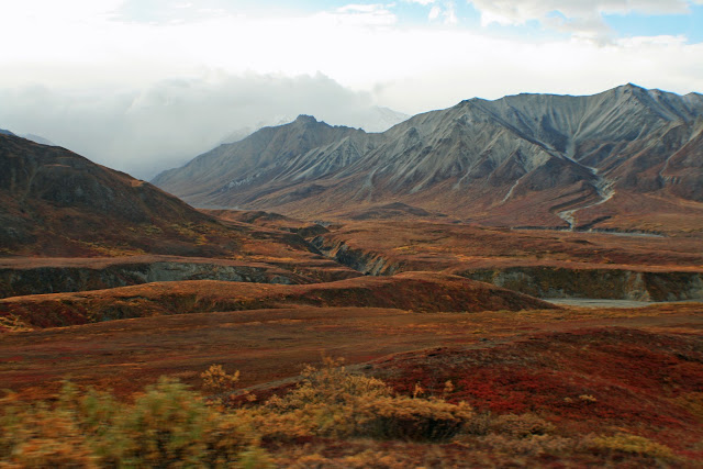 DENALI NATIONAL PARK - LA ULTIMA FRONTERA. CRONICAS DE ALASKA (13)