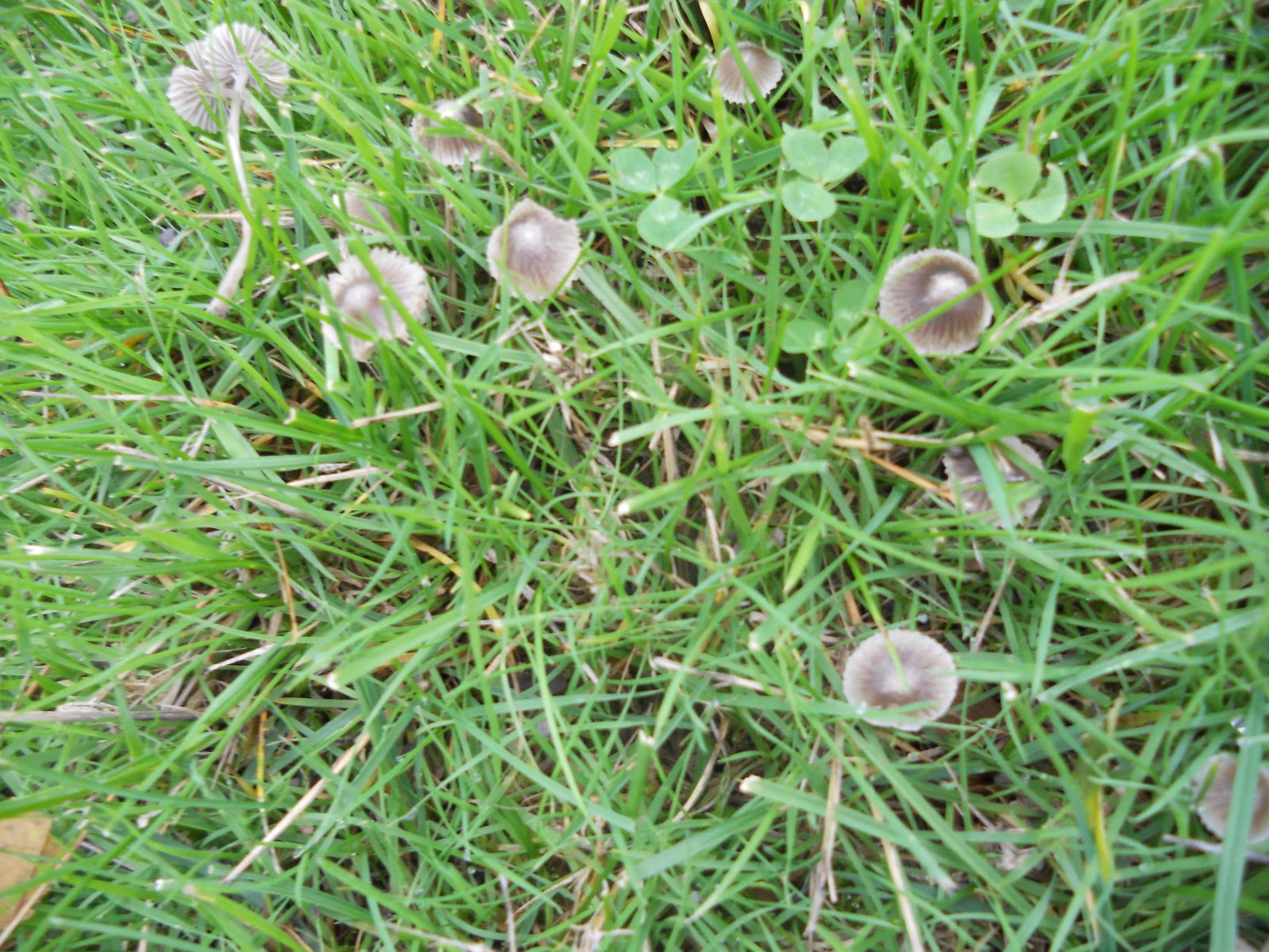 Northwest Garden Guide Why are there mushrooms in my lawn?