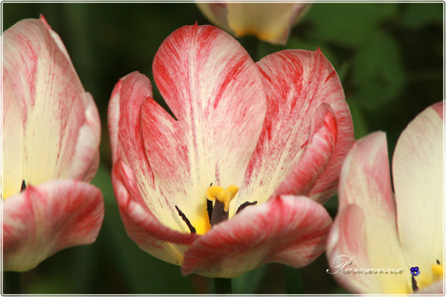 wiosna w ogrodzie, tulipany, odmiany tulipanów, czeremcha, decoupage