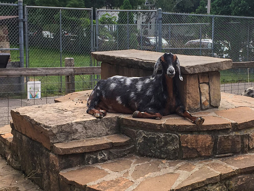 Goat at Ochsner Park Zoo in Baraboo WI Goat at Ochsner Park Zoo in Baraboo WI