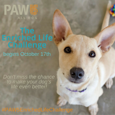 PAW5 Enriched Life Challenge for Dogs help your dog become healthier by enriching their lives #PAW5EnrichedLifeChallenge